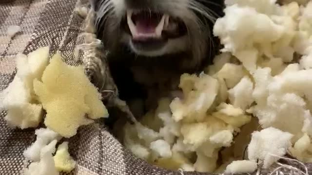 Mischievous Pet Raccoon Burrows inside Couch