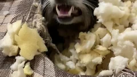 Mischievous Pet Raccoon Burrows inside Couch