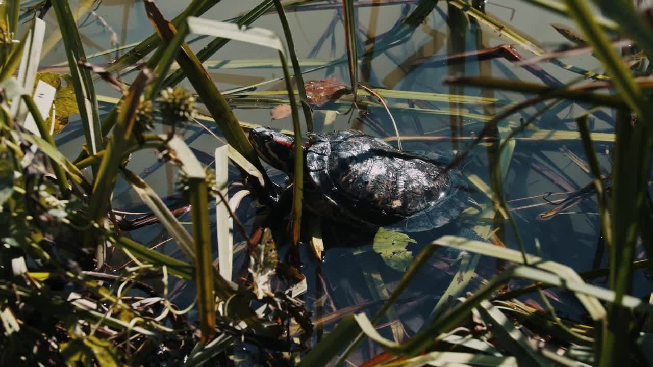 A small turtle hides in a reed in a pond