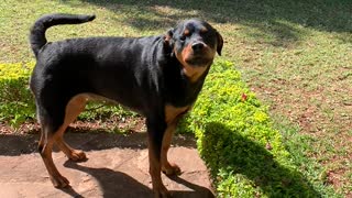 Toddler and Rottweiler Sing Songs Together