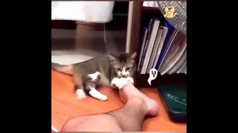 Funniest job of cats and dogs