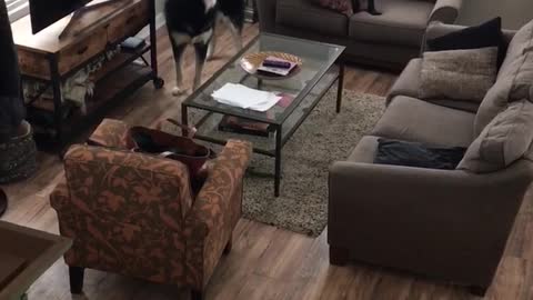 Three black dogs howl in a living room