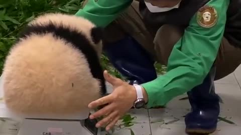 Funny Video With Cute Panda