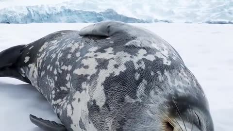 Antarctic seals close their eyes comfortably after eating