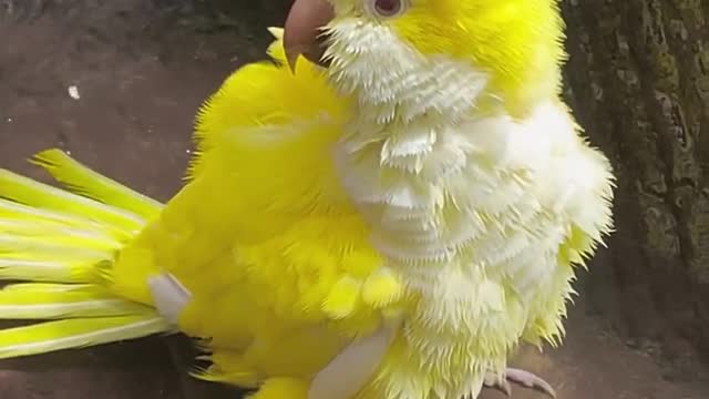 A Yellow Parrot