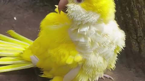 A Yellow Parrot