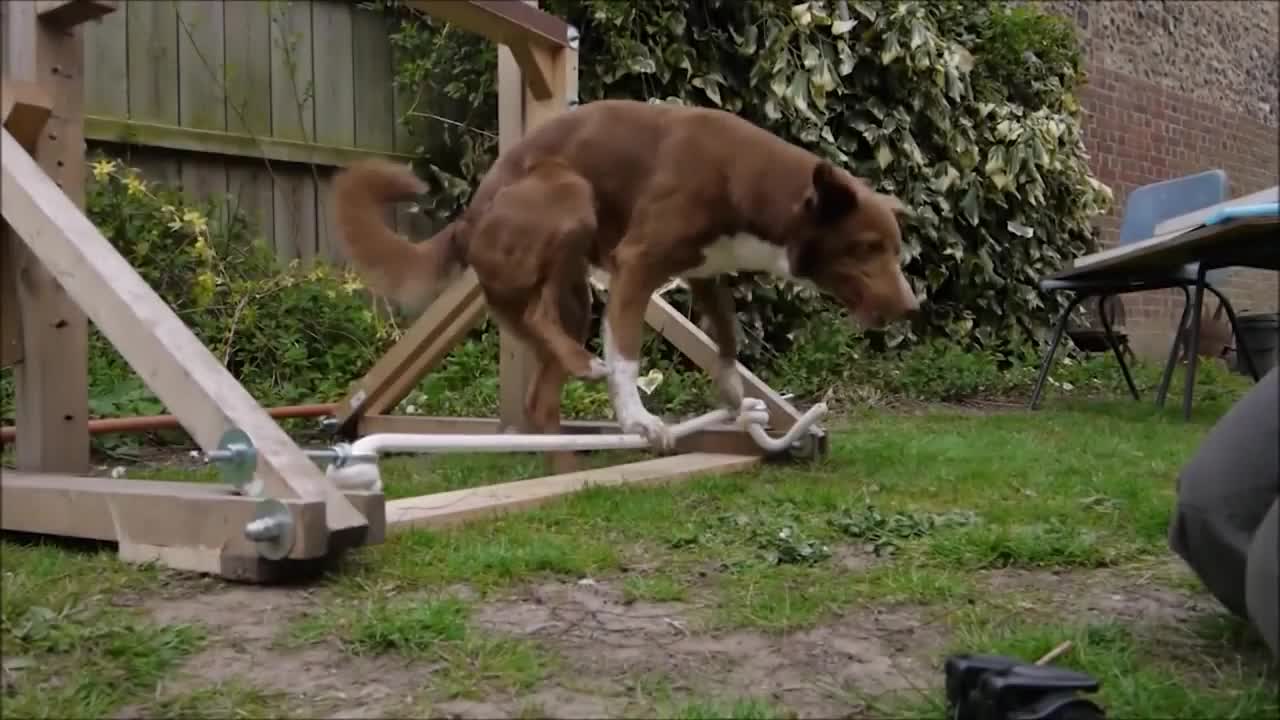 10 Best Trained & Disciplined Dogs in the World!