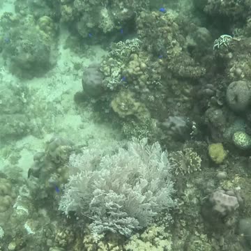 Unveiling Underwater Wonders, A Snorkeling Adventure