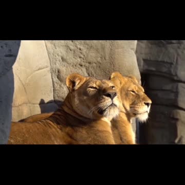 Wild Animal Lion Techshahin24