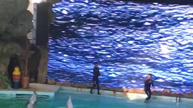 The Dolphin Show