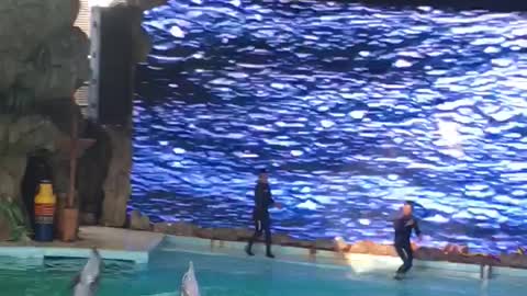 The Dolphin Show