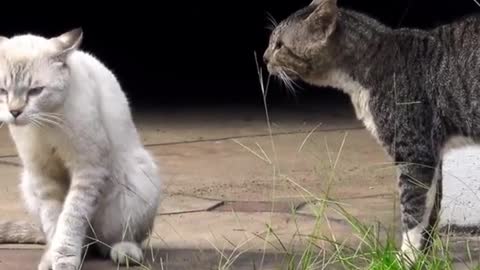 Lovely Cat, black cat, cats, funny cats, funny cat