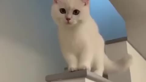 Cat 😺 funny video