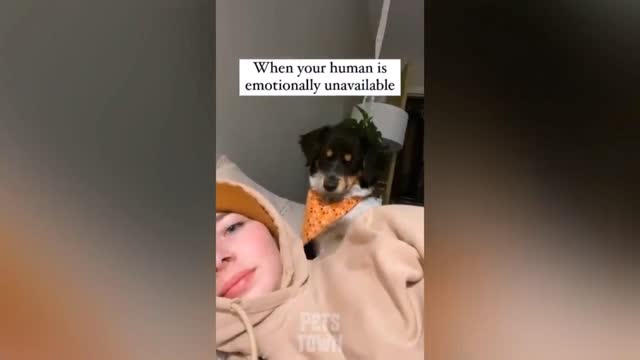 See the reaction Of the Dog something like this