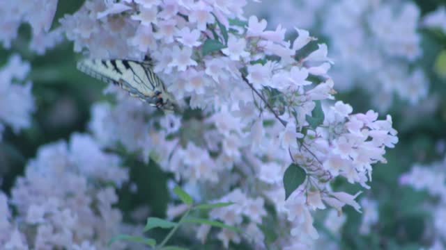 borboleta linda