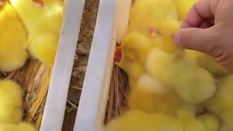 cute little yellow duck