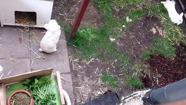 CCTV Bunnies Playing Outside ● they are wating that i will open thier gate