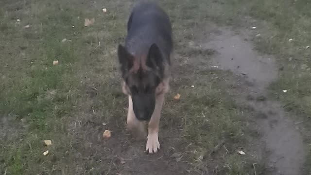 german shepherd team sit down stand