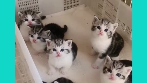 very cute kittens