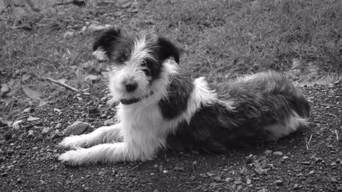 Watch This Appealing Little Puppy sitting On The Park - Joyful Moments!