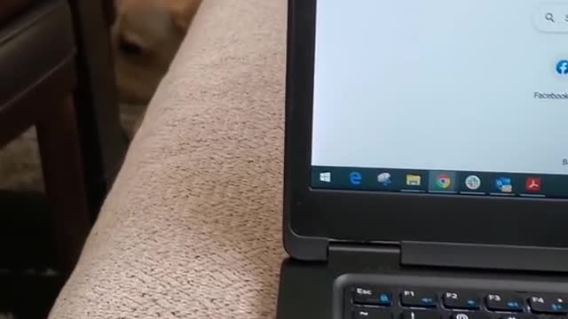 Dog Hates it When Disturbed During Sleeping