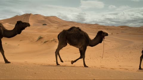 Camels walking in the desert