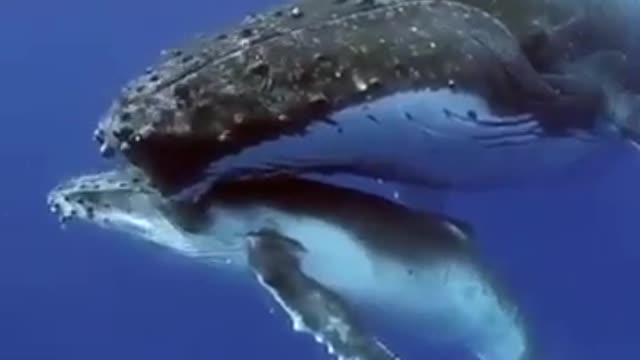 Whale song