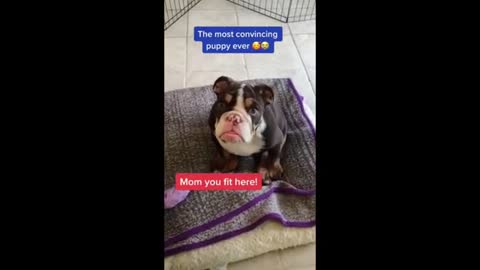 CAT VIDEOS FUNNY ANIMAL VIDEOS TRY NOT TO LAUGH