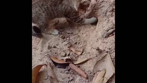 Cat trying to catch snake