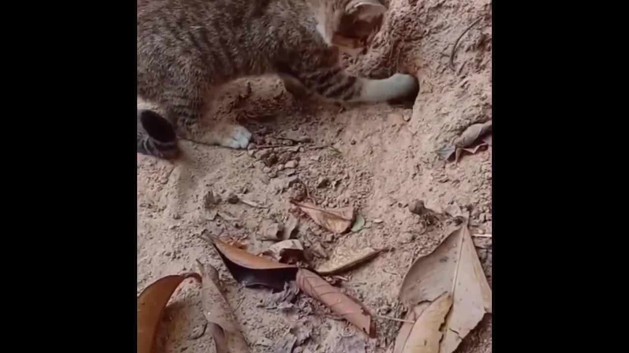 Cat trying to catch snake