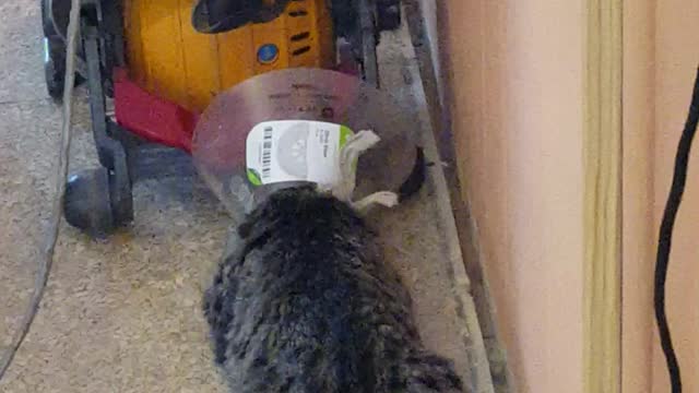 Taco the cat