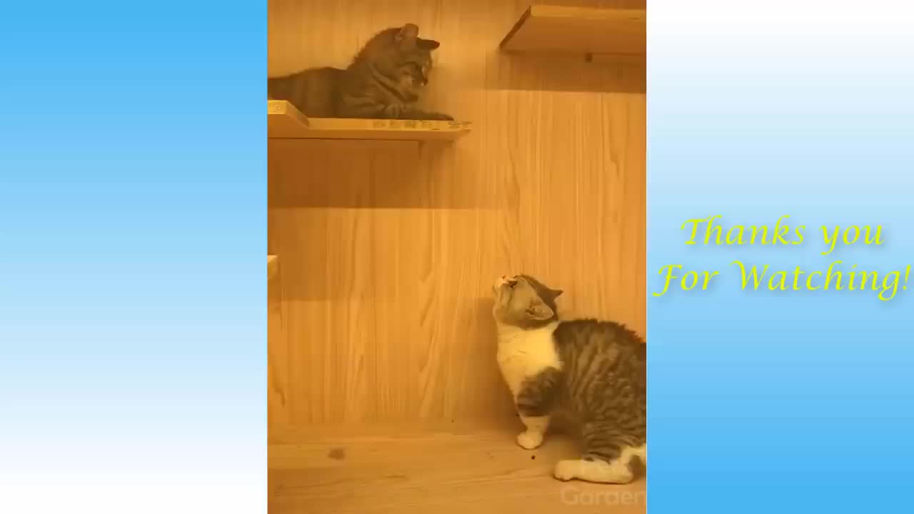 Funny pet compilation