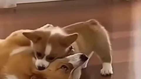 Funny dogs and cats funny animals videos