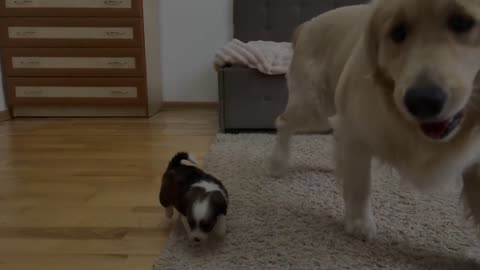 Golden Retriever Reacts to Adorable Puppy [TRY NOT TO LAUGH]