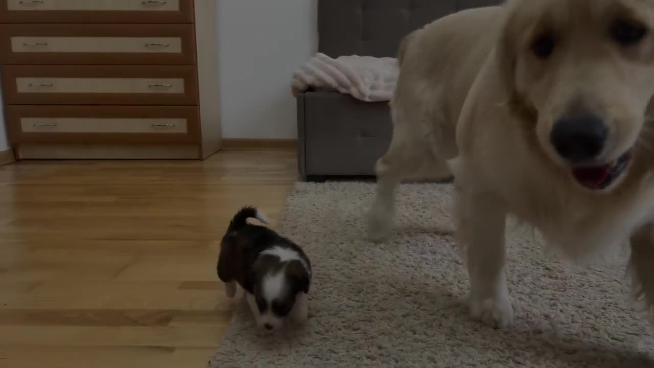 Golden Retriever Reacts to Adorable Puppy [TRY NOT TO LAUGH]
