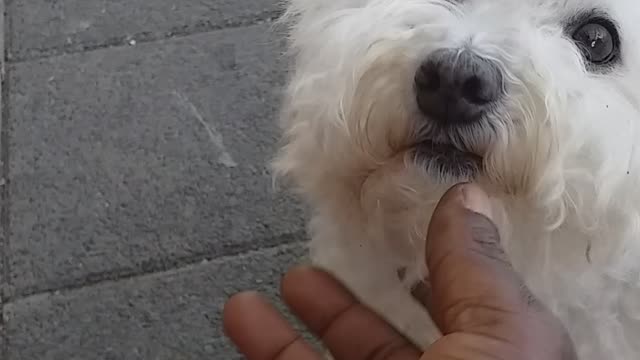 A beautiful white friendly dog