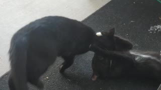 Roo and Cocoa