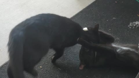 Roo and Cocoa