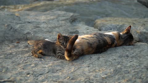 Cute Cat Play With MOM!