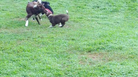 HUCK and his 3 dog daughters