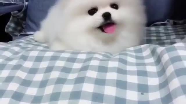 Animals Videos - Try Not To Laugh