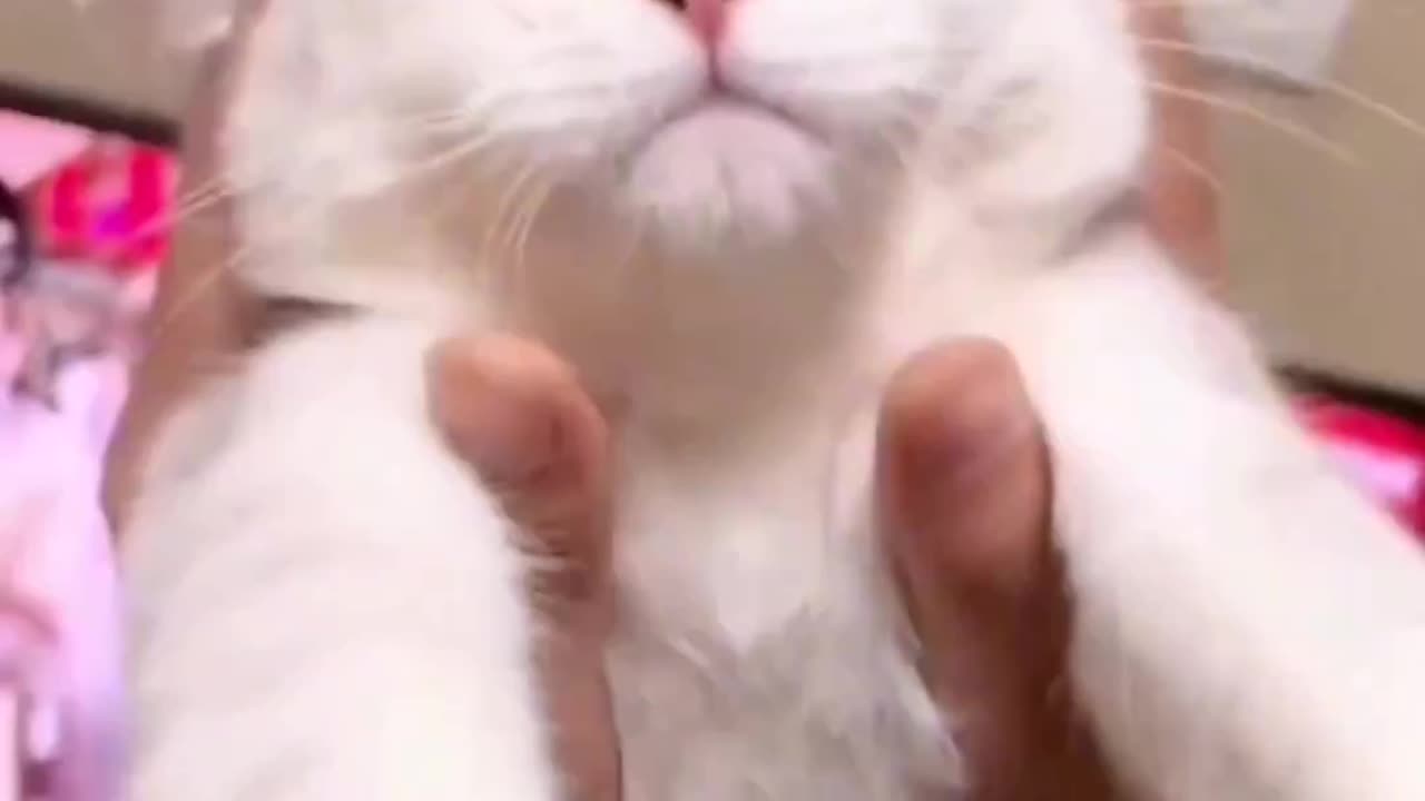 Funny cat