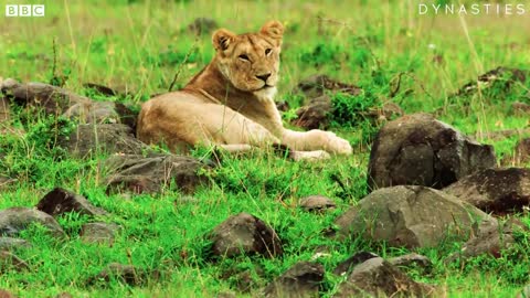 Lion VS Terrapin | Dynasties: On Location | BBC Earth