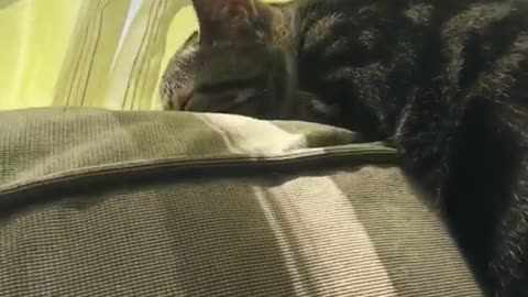 Brown kitten lays over sofa while sleeping