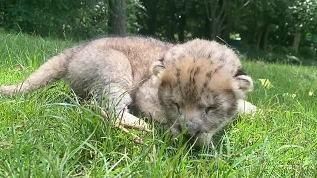 A lion cub that hasn't opened its eyes yet