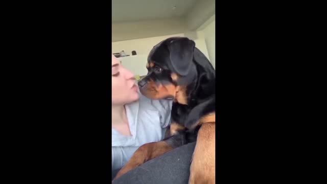 Dogs acts like a Human