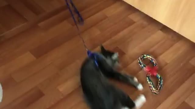 Dog Wants to Play With a Cat