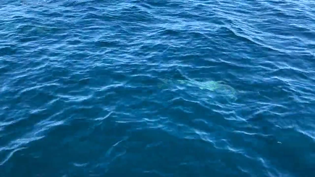 dolphins_swimming_-_24902 (540p)