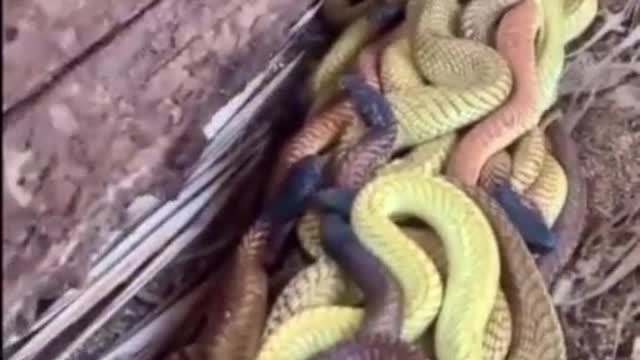 Snakes attack