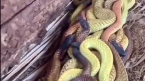 Snakes attack